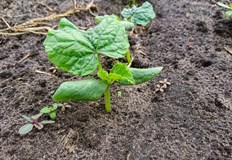 Тайните на богатата реколтаПролетният сезон вече е в разгара си