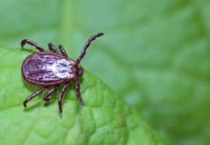 Местните жители трябва да избягват обработените площиОбщина Русе продължава наземното