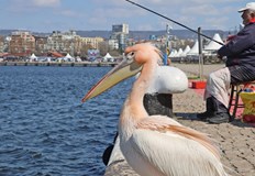 Розовият пеликан се сприятели с рибарите които го гощават с