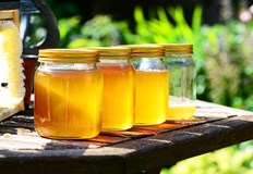 Пчеларката Недялка Михова Необходими са идеални условия за добив на