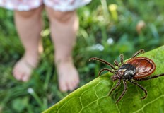 Русенци трябва да бъдат особено внимателни при разходки в парковете