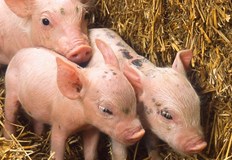 Откраднатите животни са на стойност 750 леваДвадесет и седем годишен