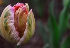 Сутрешните температури ще паднат под 5 градусаВеликденският празник ще предложи