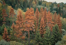 Засушаването и високите температури доведоха до масово съхнене на дърветатаПрез