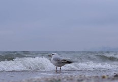 Тялото е намерено от случайни минувачи тази сутринТялото на възрастна