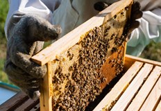 Документи ще се приемат до 22 май тази годинаПчеларите от