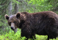 Жертва на мечка в Словакия предизвика безпрецедентен план за отстрелСловашкото