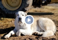 Малкият облечен само по пижама изминал 13 километра през опасна