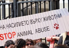 По строги присъди за мъчители на животни до 12 години