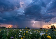 Климатичните промени превръщат обикновения полен в здравна заплахаТревожна тенденция се