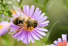 Учени от Кеймбридж алармират за опасността от замърсени почви в