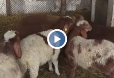 Собственикът Петьо Петков обвинява полицията в бездействие и твърди че