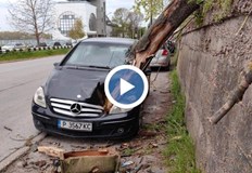 Ураганен вятър със скорост над 120 км ч събори огромно дърво