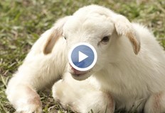 Яйцата запазват цената си от миналата година но някои основни