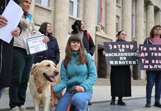 Случаите на насилие над животни зачестяват напук твърдят от Animal