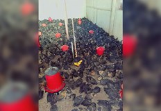 Близо 3000 птици се отглеждат в частен имот в село