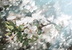 Западен вятър ще съпътства валежите по силен в Дунавската равнинаОчаква ни