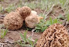 От хижа Минзухар съобщават за начало на сезона на смръчкулатаДобра