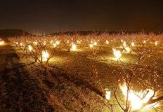 Температурите в някои региони паднаха до минус 15 градусаТурските земеделски