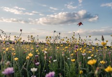 НИМХ Майските температури в Русе ще скачат до 33 градусаМесец