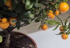 Условието е да има минимум шест часа пряка слънчева светлина