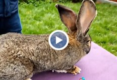 Белгийските гиганти са сред най големите породи питомни зайци в светаВ