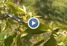 Кайсиите и черешите са най засегнати очаква се сериозен недостиг на