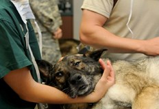 Ветеринари в русенска клиника работят денонощно за спасяването на животно