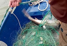 Над 350 метра незаконни мрежи бяха извадени от водите на