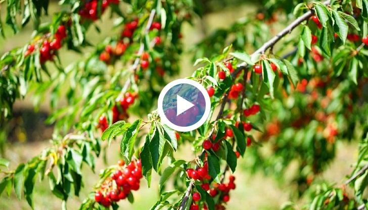 Лошите климатични условия повишават цените на плодове и зеленчуци