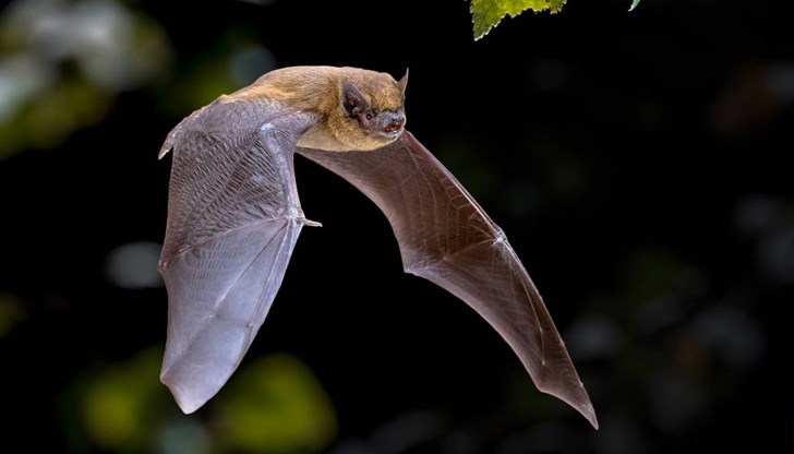 Презентацията ще се проведе в русенския Екомузей