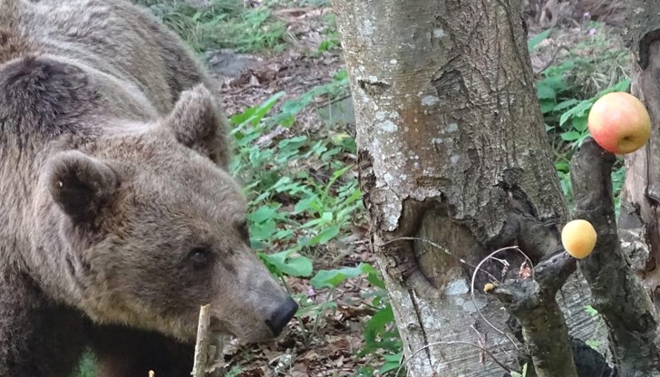Единадесет от мечките вече са будни и се радват на пролетта