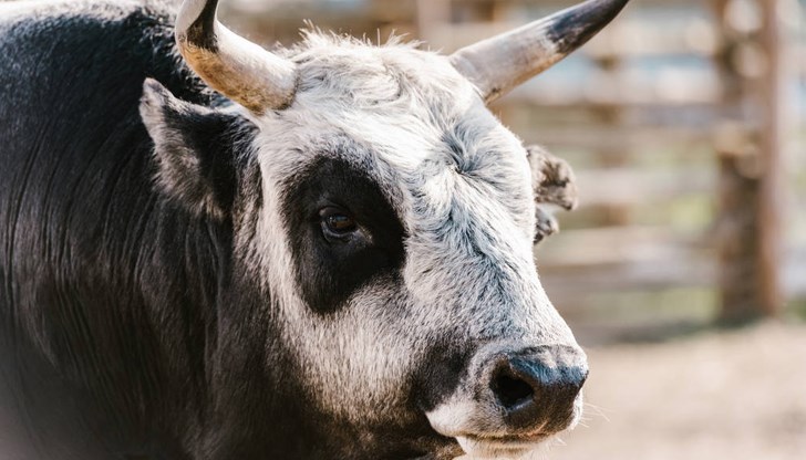 Мъжът е починал на място