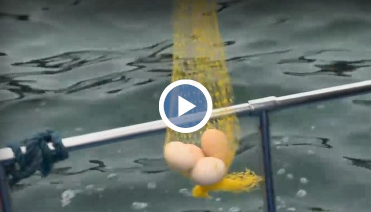 Според местните, солената морска вода придава специфичен блясък на боята