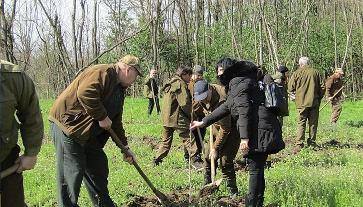 Попълнена беше тополовата култура в региона