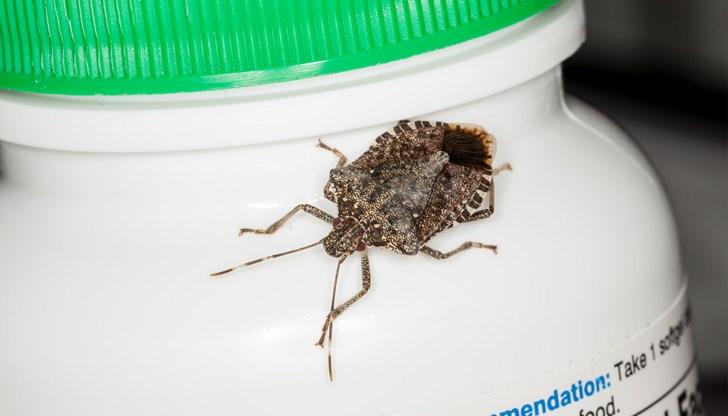 Експертни съвети за дома