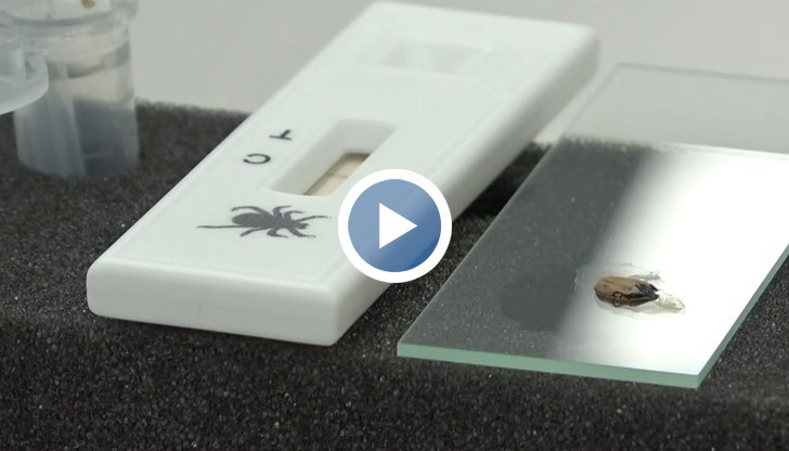 Специалистите предупреждават: Сезонът на кърлежите вече започна, бързата реакция намалява риска от заразяване