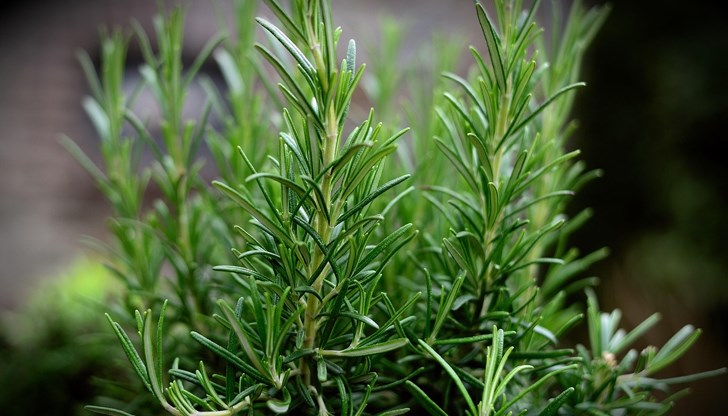 Древната билка подобрява паметта със 75% и пречиства организма