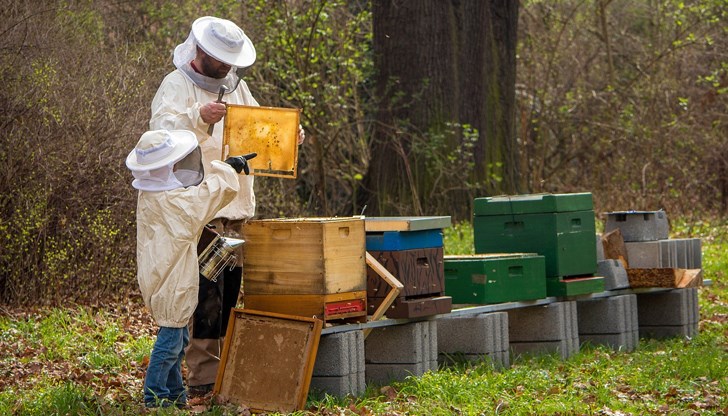 Масов мор в пчелините - искат спешни компенсации