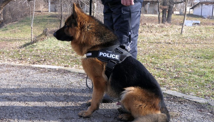 Мъж крил пликове с кокаин сред клоните на дървета в в столичен парк