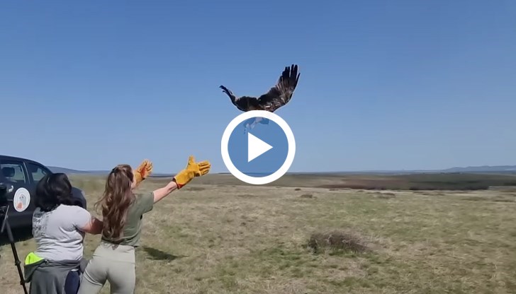 Златан полетя на свобода след година отглеждане в "Зелени Балкани"