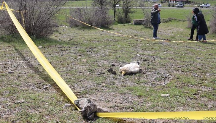 Защитените птици станаха жертва на отровна примамка в Източните Родопи