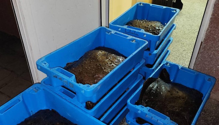 Забранителният период съвпада с размножаването на вида и цели опазване на популацията