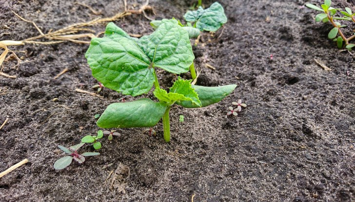Тайните на богатата реколта