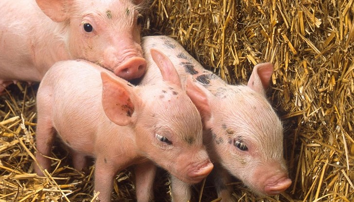 Откраднатите животни са на стойност 750 лева