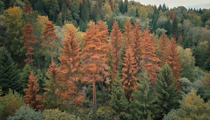 Засушаването и високите температури доведоха до масово съхнене на дърветата Засушаването и високите температури доведоха до масово съхнене на дърветата