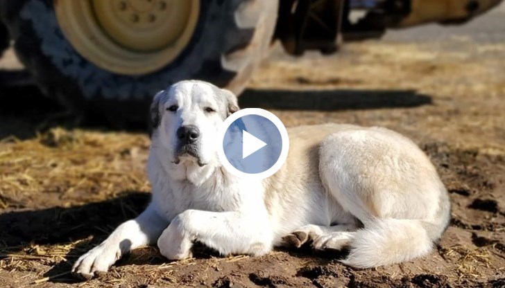 Местният животновъд Скоти Дънтън забелязал момченцето в своя имот, придружавано от неговото куче Бъфорд
