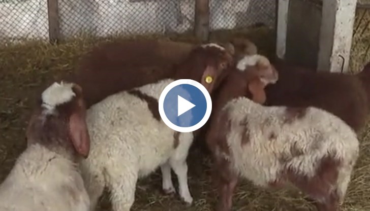 Собственикът Петьо Петков обвинява полицията в бездействие и твърди, че престъпниците са добре известни