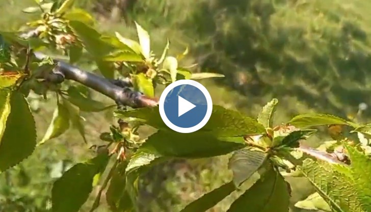 Очаква се значително поскъпване на плодовете заради недостига на местна продукция