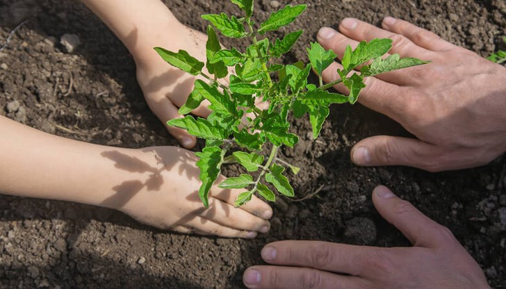 Собствен разсад или купен – предимства и предизвикателства